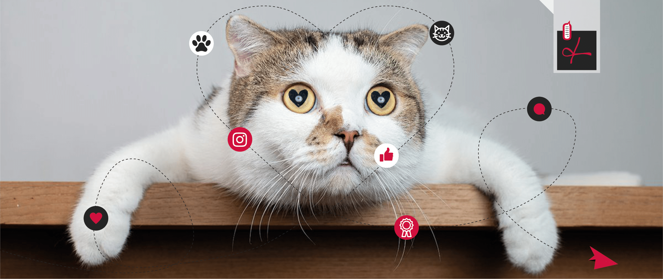 5 profili di gatti da seguire assolutamente su Instagram
